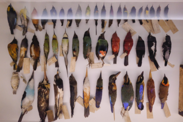 Bestia Vegetalis